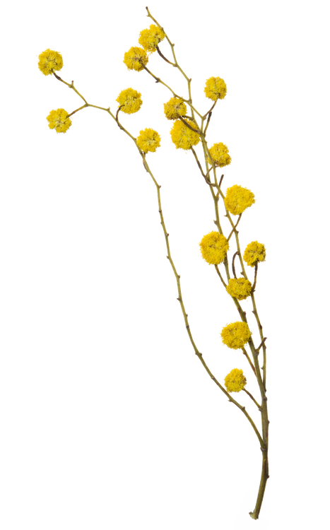Hand Pressed Flora