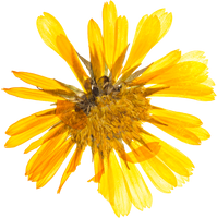 Hand Pressed Flora