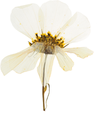 Hand Pressed Flora